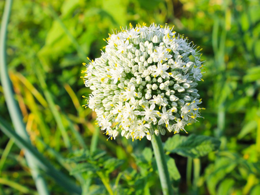 Die Zwiebelblüte ist eine große runde Blütenknolle, bestehend aus zahlreichen weißen Blüten mit daraus sprießenden gelben kleineren Knospen.