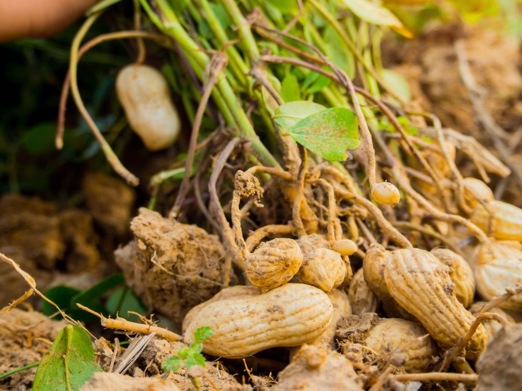 Auf dem Bild ist eine aus dem Boden genommene Erdnusspflanze mit einigen Erdnüssen zu sehen. Erkennbar sind die Blütenstängel, die von der Pflanze abgehen und im Boden als Frucht die Erdnüsse gebildet haben.