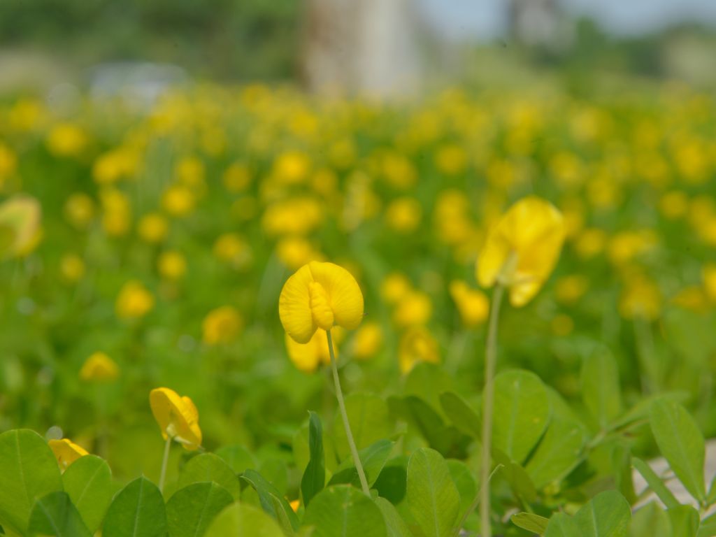 Auf dem Foto sind die Blüten der Erdnusspflanze zu sehen. Diese sind gelb und rundlich.