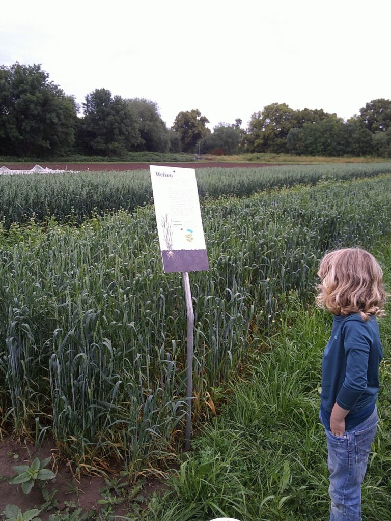 Ein Kind betrachtet das Weizenschild und -feld. 