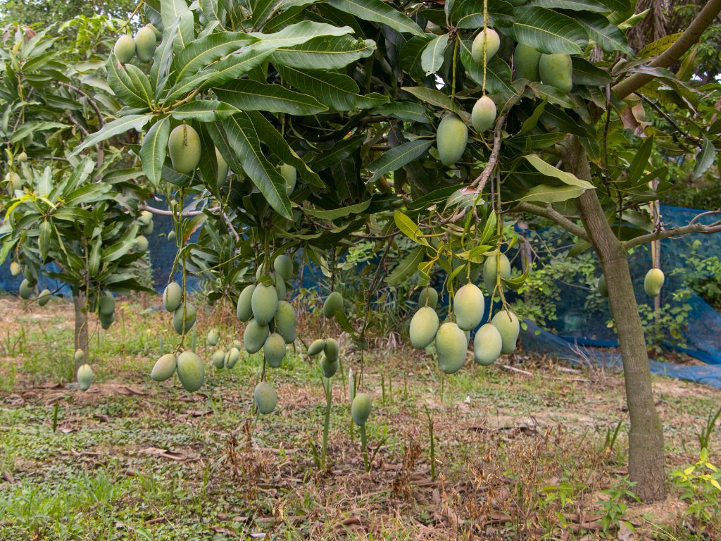 Auf dem Foto ist ein Mangobaum mit zahlreichen grünen Mangos zu sehen. Die Blätter des Mangopaums sind länglich und dunkelgrün mit einem hellgrünen Mittelstreifen.