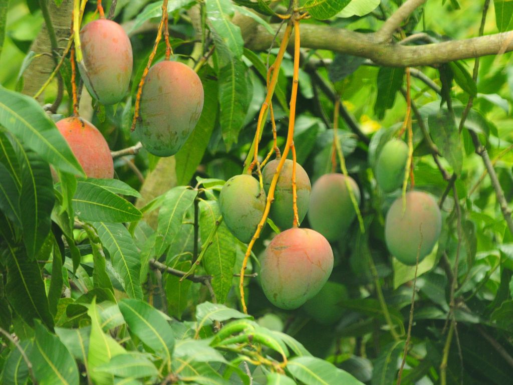 Auf dem Foto sind Mangos an einem Baum zu sehen. Die Mangos sind oben rot angefärbt.