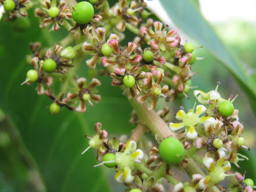 Zu sehen ist ein Mangozweig mit Blüten an einer Rispe. Daran entstehen an einigen Blüten bereits kleine grüne Mangos.