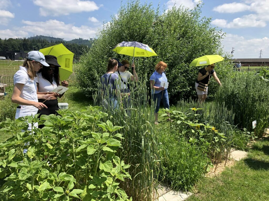 Eine Gruppe erwachsener schaut sich im Hochsommer mit Sonnenschirmen die üppig wachsenden Flächenbuffets auf dem Weltacker Bern an.