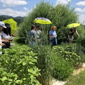 Eine Gruppe erwachsener schaut sich im Hochsommer mit Sonnenschirmen die üppig wachsenden Flächenbuffets auf dem Weltacker Bern an.