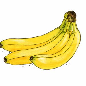 farbige Zeichnung von einem Büschel mit drei Bananen