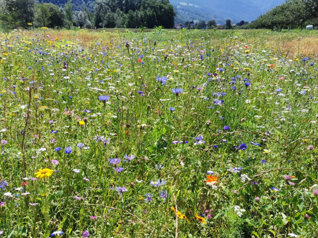 Zahlreiche Blumen in vielen Farben gestalten den Blühstreifen auf dem Ernährungsfeld Vaduz. 