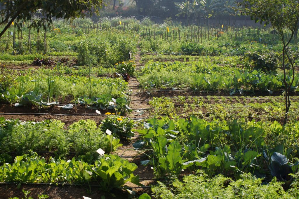 Various types of vegetables grow in the fields.  