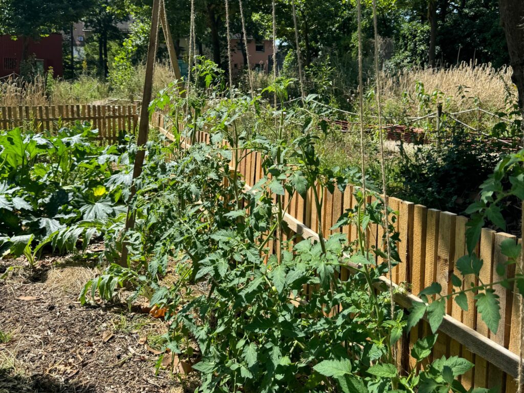 Tomato plants are growing on sticks attached to a fence