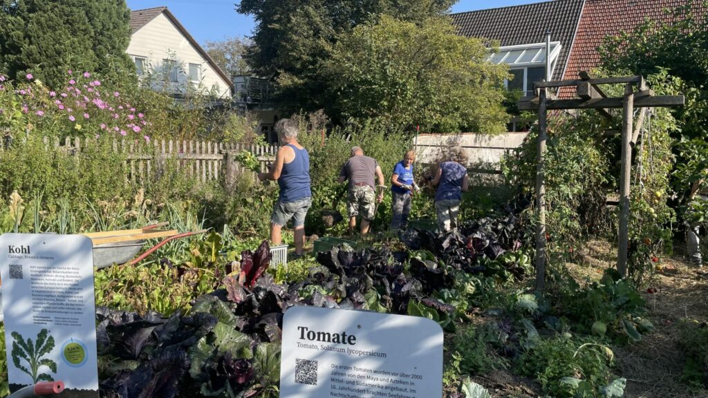 Four people are standing in the vegetable patch, removing weeds.