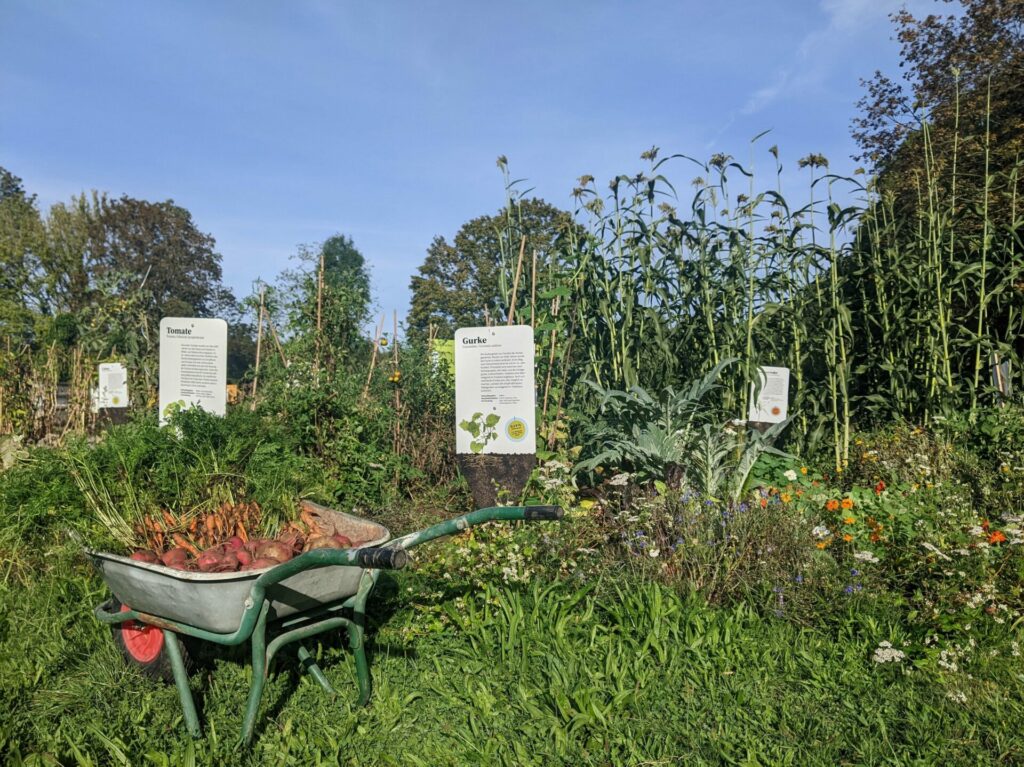 Eine Schubkarre mit Möhren und Kartoffeln steht vor den Weltacker-Feldern