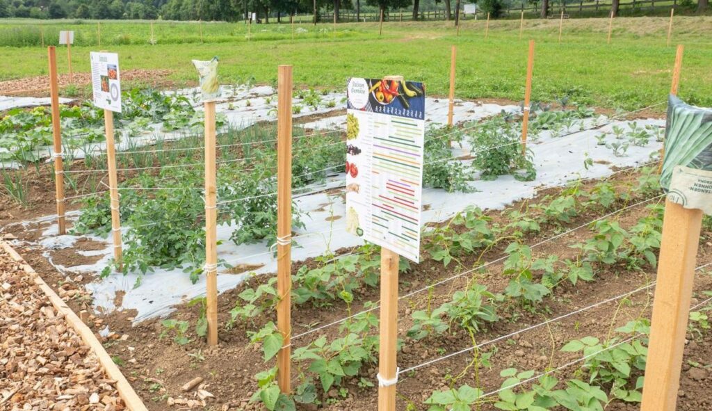 The vegetable patch on the Weltacker with explanatory signs for individual crops