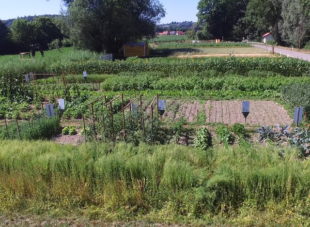 View of the Weltacker in Landshut: the small Weltacker fields with signs are located along a country road. Some climbing devices for legumes have also been set up. 