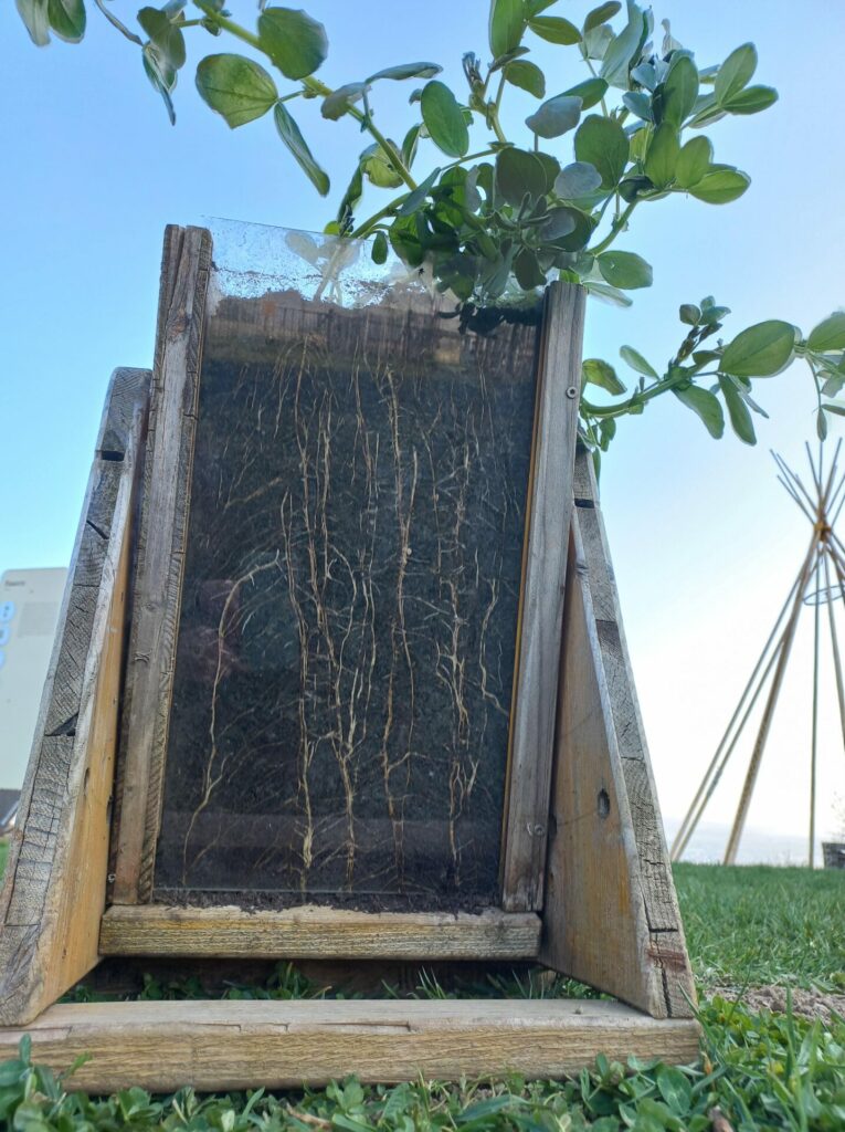 Wurzelfenster: Eine mit Ackerbohnen bepflanzte Holzkiste. Eine Seite der Kiste ist geöffnet, so dass man durch ein Plexiglas die Wurzeln der Ackerbohnen sehen kann.