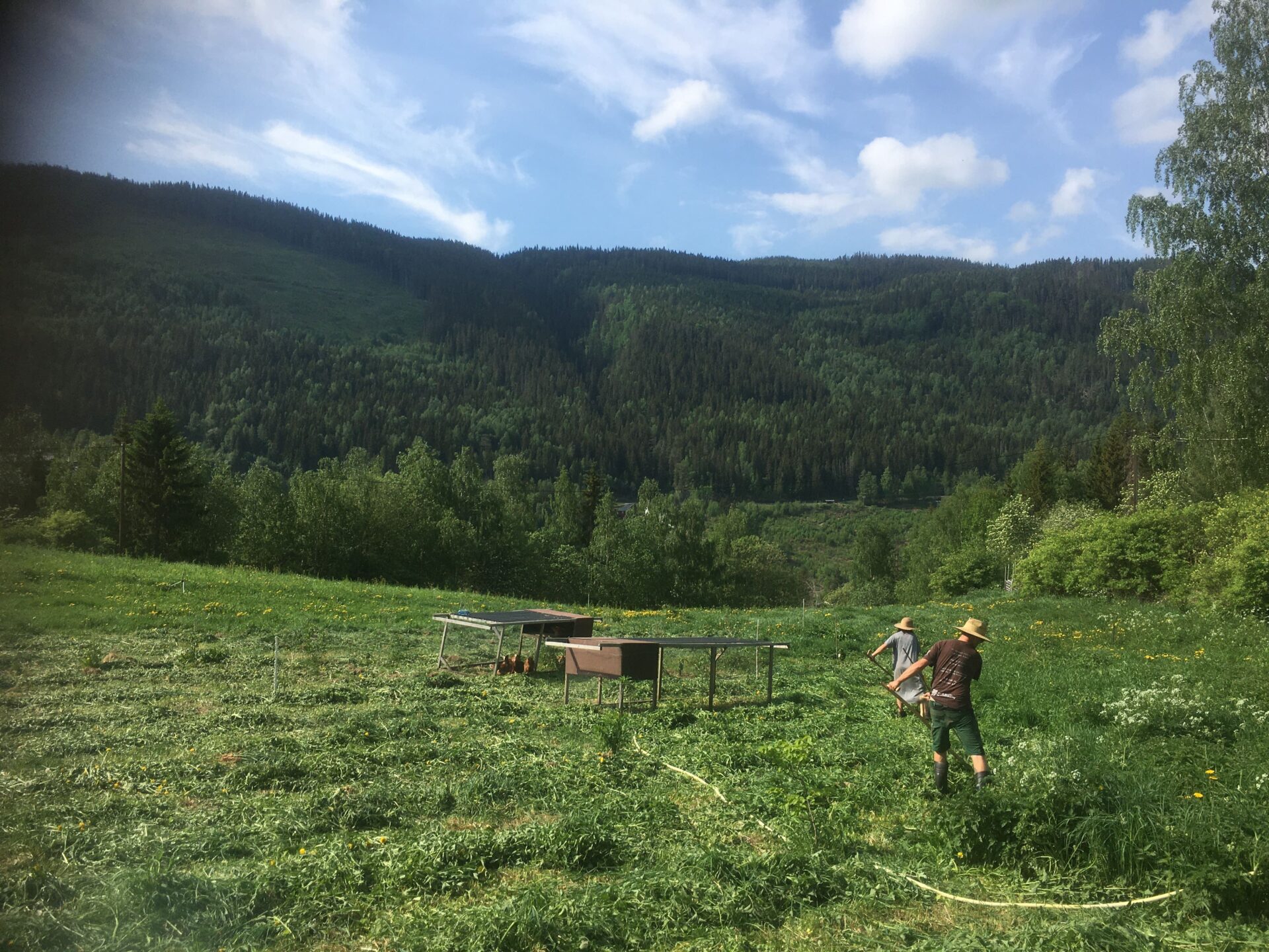 Dag und Karoline sensen auf einer großen Wiese. Im HIntergund ist ein Wald zu sehen. 