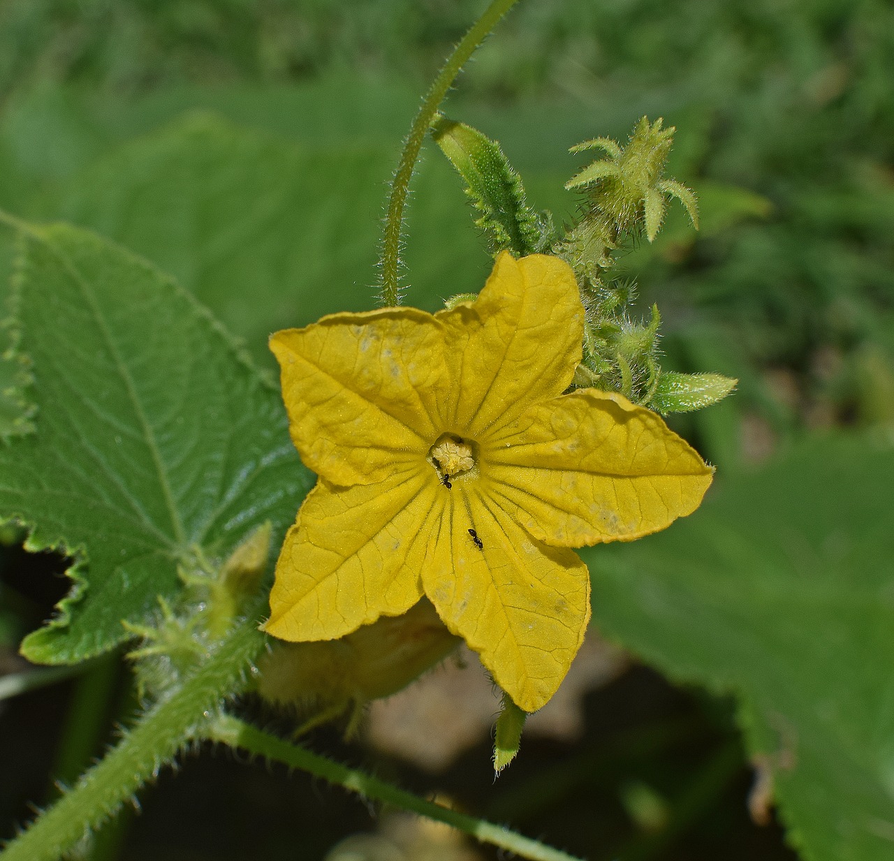 cucumber-blossom-2476211_1280 | 2000m²