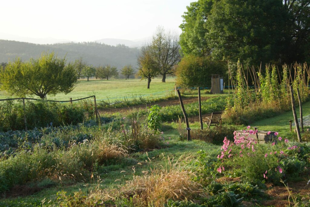 Morgendlicher Blick über kleine Felder, Blumen und Pflanzen.