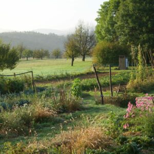 Morgendlicher Blick über kleine Felder, Blumen und Pflanzen.