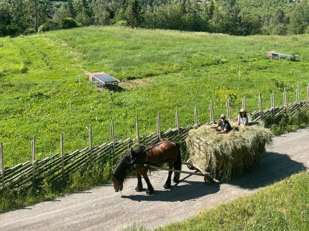 Auf einem von einem Pferd gezogenen Heuwagen sitzen Dag und Karoline.